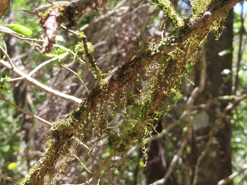Squamidium brasiliense, photographed by linkie