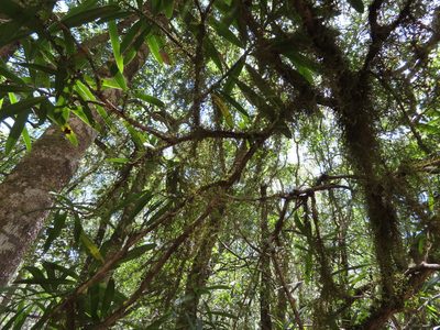 Squamidium brasiliense, photographed by linkie