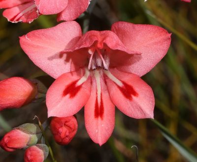 Gladiolus oreocharis, photographed by Brian du Preez