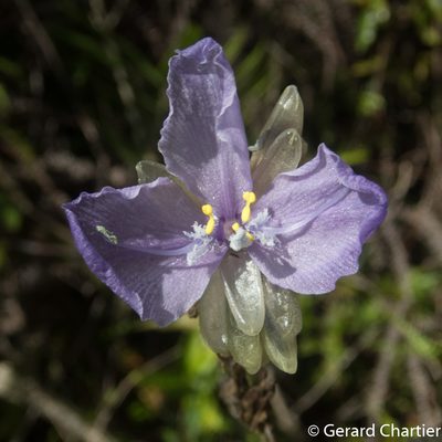 Murdannia macrocarpa, photographed by Gerard Chartier