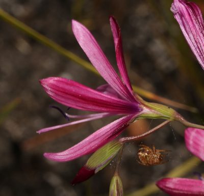 Geissorhiza burchellii, photographed by Brian du Preez