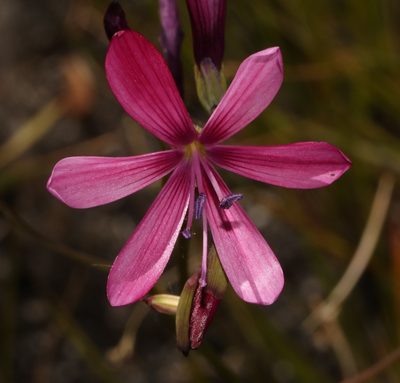 Geissorhiza burchellii, photographed by Brian du Preez