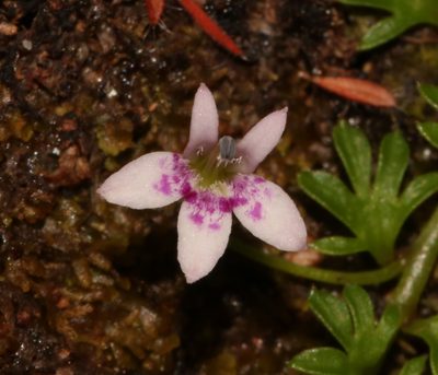Lobelia muscoides, photographed by Brian du Preez