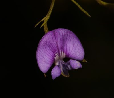 Psoralea trullata, photographed by Brian du Preez