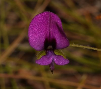 Psoralea monophylla, photographed by Brian du Preez