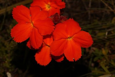 Harveya stenosiphon, photographed by Brian du Preez