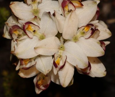 Disa bivalvata, photographed by Brian du Preez