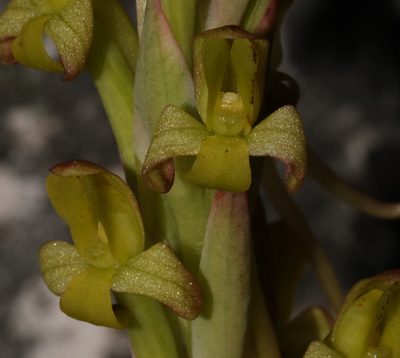 Disa bolusiana, photographed by Brian du Preez