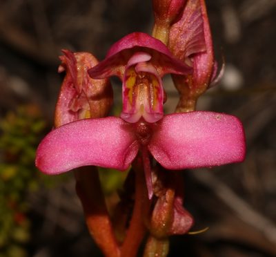 Disa filicornis, photographed by Brian du Preez
