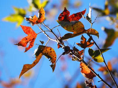 Liquidambar formosana, photographed by 葉子