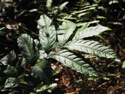 Swietenia macrophylla, photographed by 葉子