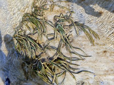 Enhalus acoroides, photographed by zhangshen