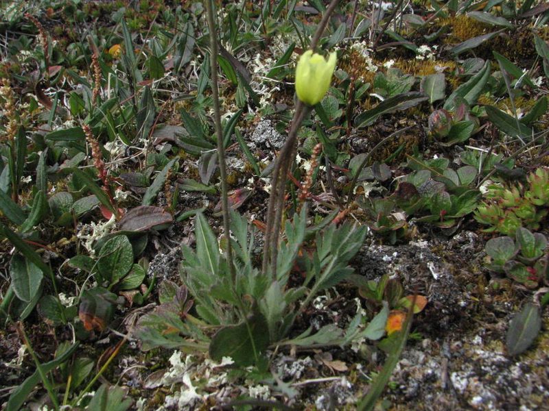 Oreomecon kluanensis, photographed by Doug Macaulay