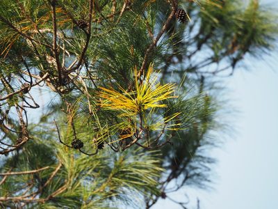 Pinus taiwanensis, photographed by 葉子