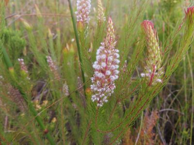 Spatalla parilis, photographed by linkie