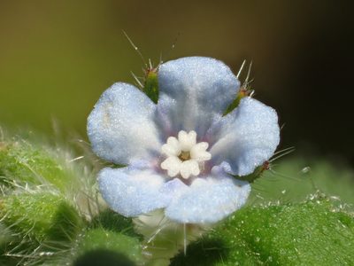 Thyrocarpus sampsonii, photographed by 葉子