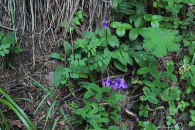 Campanula collina, photographed by Dmitriy Bochkov