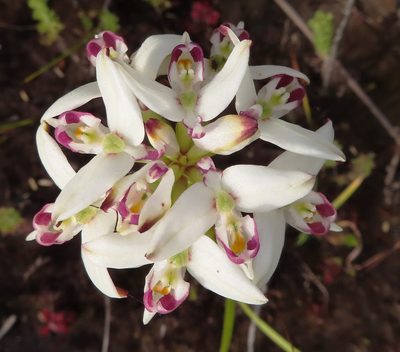 Disa bivalvata, photographed by linkie
