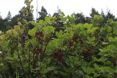 Ribes biebersteinii, photographed by Dmitriy Bochkov