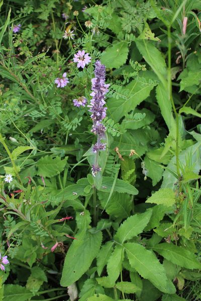 Stachys balansae, photographed by Dmitriy Bochkov