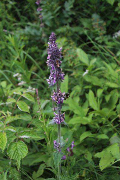 Stachys balansae, photographed by Dmitriy Bochkov