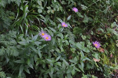 Kemulariella caucasica, photographed by Dmitriy Bochkov