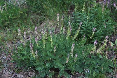 Hedysarum caucasicum, photographed by Dmitriy Bochkov