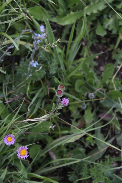 Erigeron caucasicus, photographed by Dmitriy Bochkov