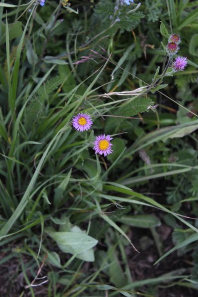 Erigeron caucasicus, photographed by Dmitriy Bochkov