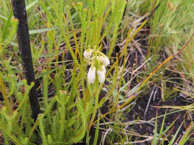 Eulophia aculeata, photographed by linkie