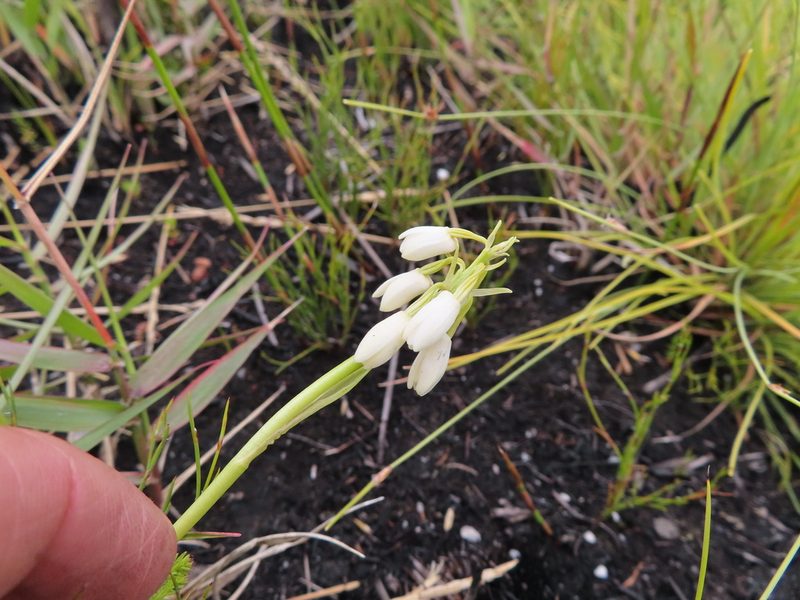 Eulophia aculeata, photographed by linkie