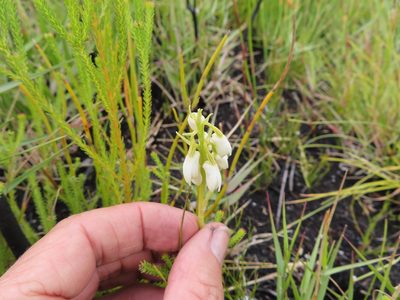 Eulophia aculeata, photographed by linkie