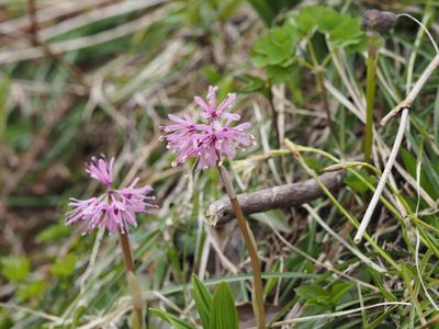Helonias orientalis, photographed by Yoshimasa Uchiyama