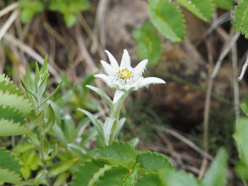 Leontopodium hayachinense, photographed by Yoshimasa Uchiyama