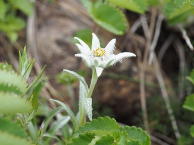 Leontopodium hayachinense, photographed by Yoshimasa Uchiyama