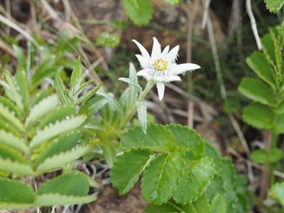 Leontopodium hayachinense, photographed by Yoshimasa Uchiyama