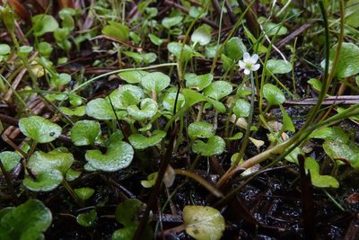 Ourisia modesta, photographed by John Barkla