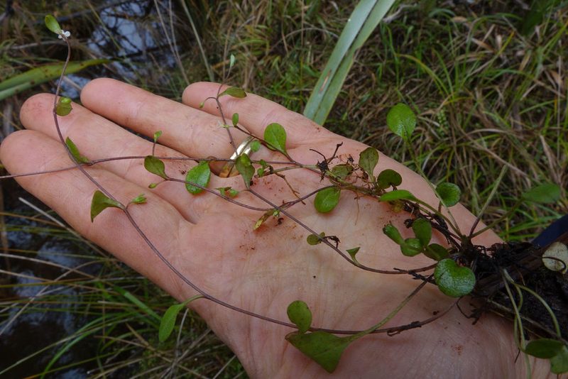 Myosotis tenericaulis, photographed by John Barkla