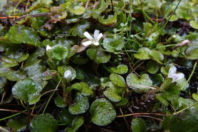 Ourisia modesta, photographed by John Barkla