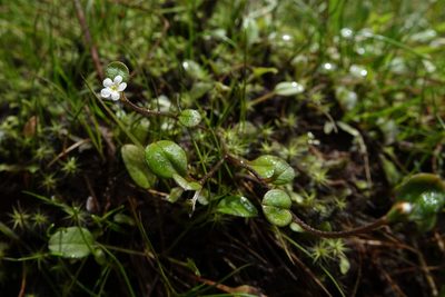 Myosotis tenericaulis, photographed by John Barkla