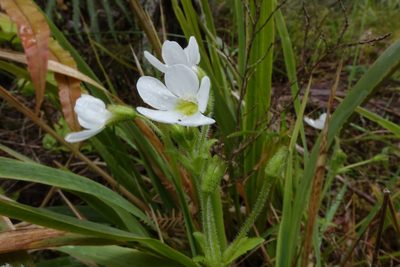 Ourisia crosbyi, photographed by John Barkla