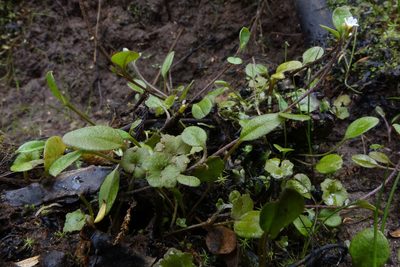Myosotis tenericaulis, photographed by John Barkla