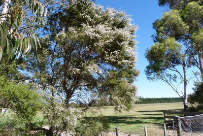 Kunzea serotina, photographed by Colin Meurk