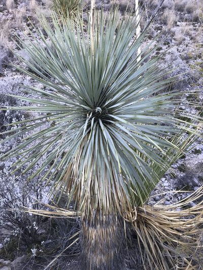 Yucca rostrata, photographed by Cody Stricker