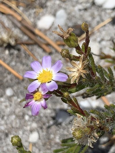 Zyrphelis foliosa, photographed by Matthew Fainman