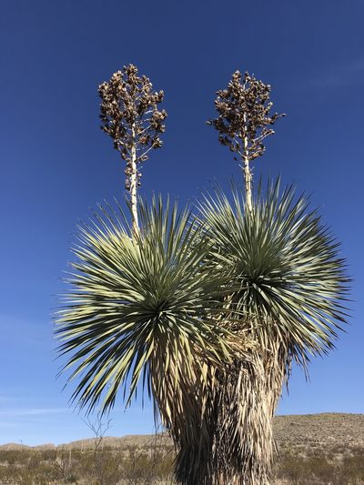 Yucca rostrata, photographed by Cody Stricker