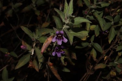 Dyschoriste hirsutissima, photographed by alejandrozab