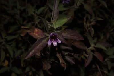 Dyschoriste hirsutissima, photographed by alejandrozab