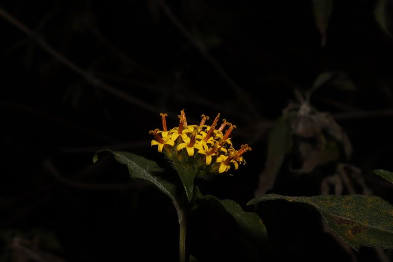 Lagascea decipiens, photographed by alejandrozab