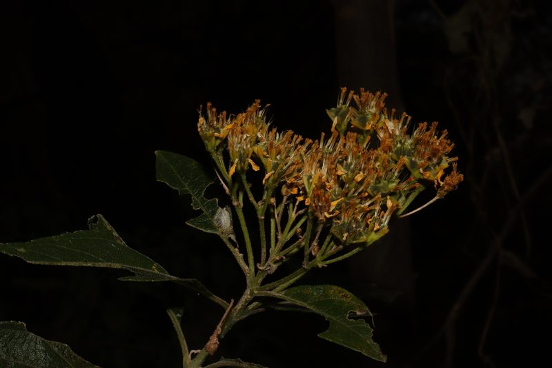 Verbesina oligantha, photographed by alejandrozab